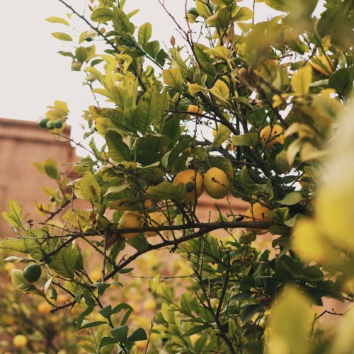 Processed with VSCO with a1pro preset